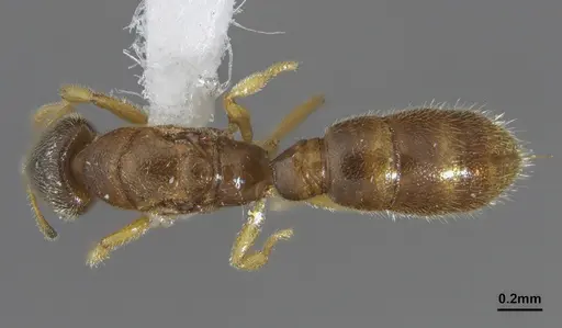 Prionopelta punctulata - ANTWEB1041479