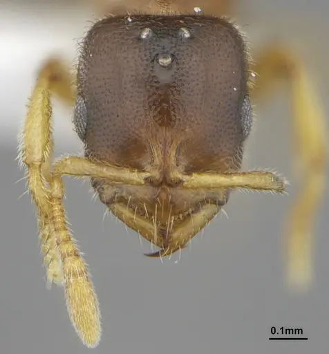 Prionopelta punctulata - ANTWEB1041479