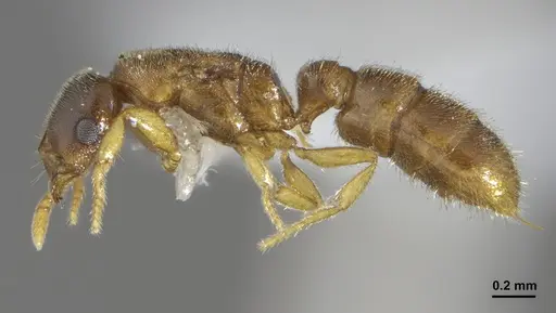 Prionopelta punctulata - ANTWEB1041479