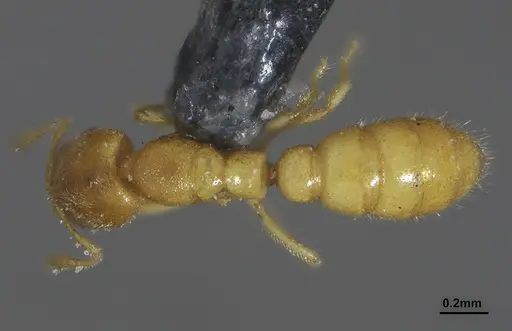 Prionopelta punctulata - ANTWEB1041480