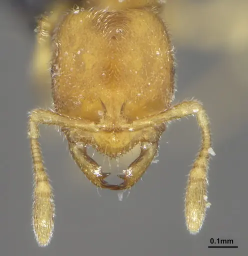 Prionopelta punctulata - ANTWEB1041480