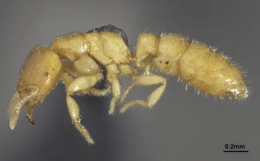 Prionopelta punctulata - ANTWEB1041480