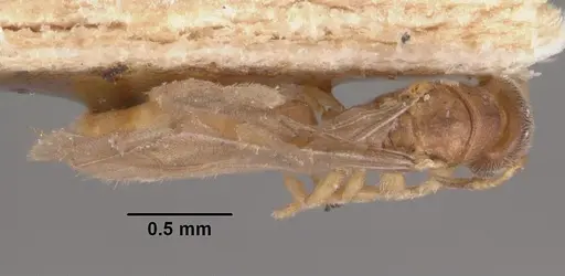 Prionopelta punctulata - CASENT0102503