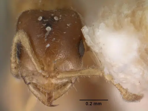 Prionopelta punctulata - CASENT0102503