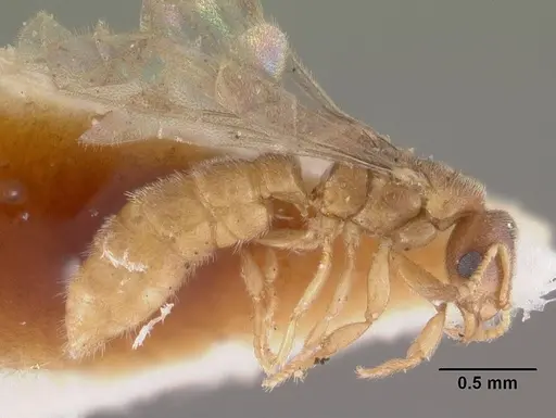 Prionopelta punctulata - CASENT0102503