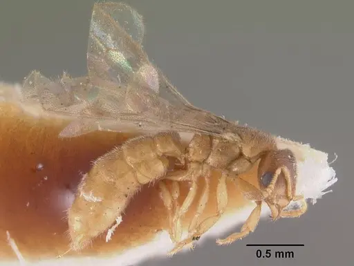 Prionopelta punctulata - CASENT0102503