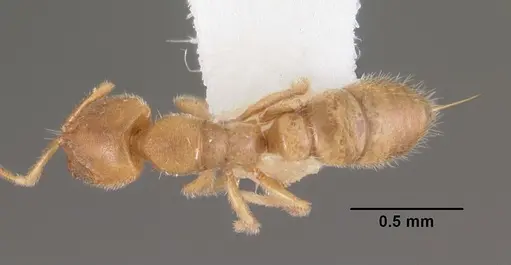 Prionopelta punctulata - CASENT0102505