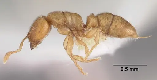 Prionopelta punctulata - CASENT0102505