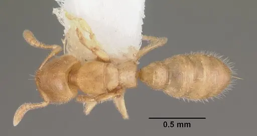 Prionopelta punctulata - CASENT0102586