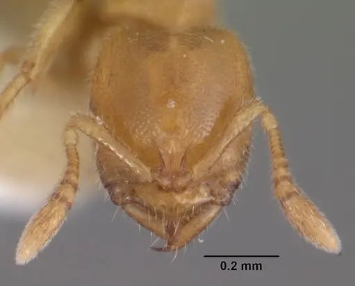 Prionopelta punctulata - CASENT0102586