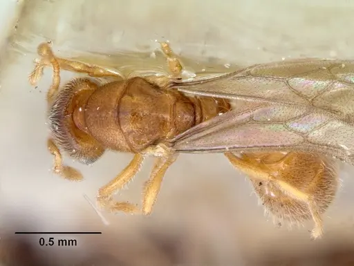 Prionopelta punctulata - CASENT0172312