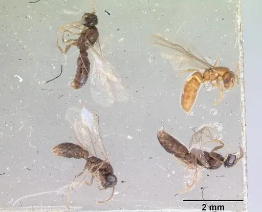 Prionopelta punctulata - CASENT0172312