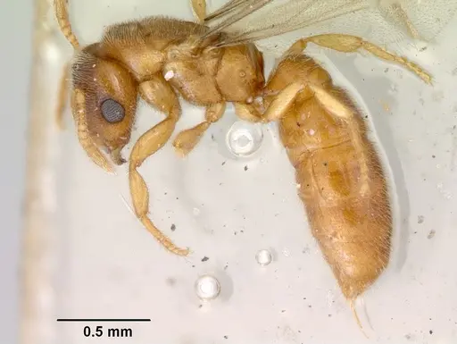 Prionopelta punctulata - CASENT0172312