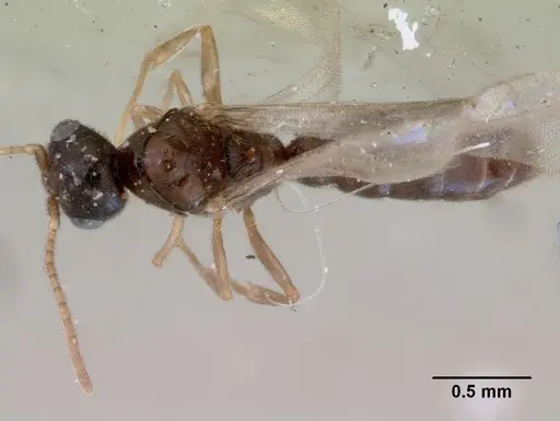 Prionopelta punctulata - CASENT0172313