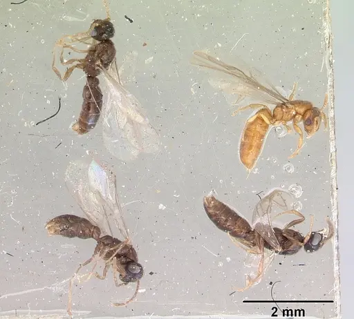 Prionopelta punctulata - CASENT0172313