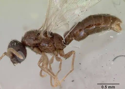 Prionopelta punctulata - CASENT0172313