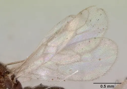 Prionopelta punctulata - CASENT0172313