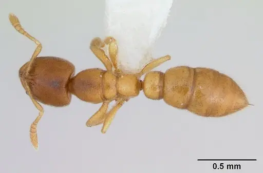 Prionopelta punctulata - CASENT0173506