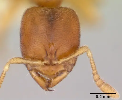 Prionopelta punctulata - CASENT0173506