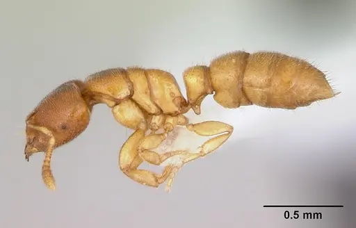 Prionopelta punctulata - CASENT0173506