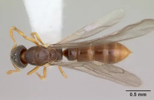 Prionopelta punctulata - CASENT0173507