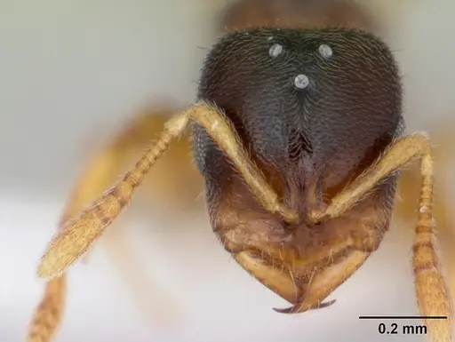 Prionopelta punctulata - CASENT0173507