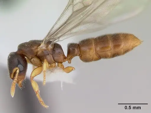 Prionopelta punctulata - CASENT0173507