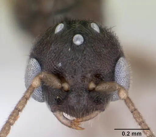 Prionopelta punctulata - CASENT0173508