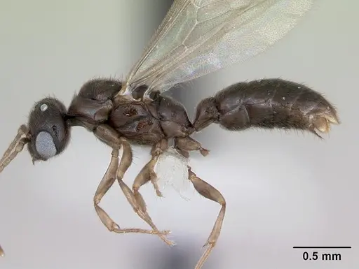 Prionopelta punctulata - CASENT0173508