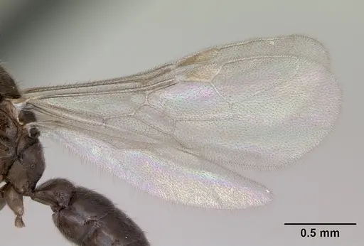 Prionopelta punctulata - CASENT0173508