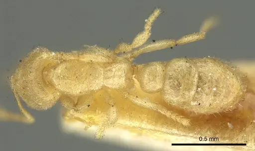 Prionopelta punctulata - CASENT0915650