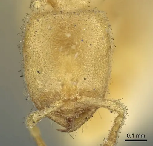 Prionopelta punctulata - CASENT0915650