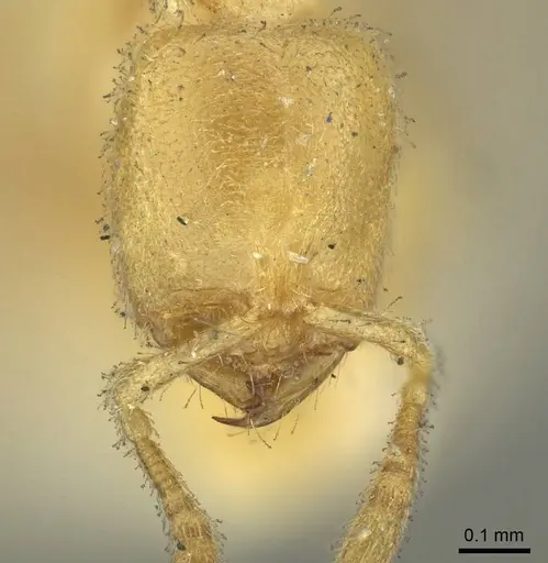 Prionopelta punctulata - CASENT0915650