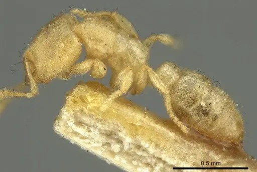 Prionopelta punctulata - CASENT0915650