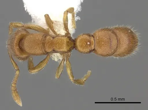 Prionopelta robynmae specimen
