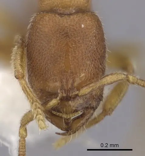 Prionopelta robynmae specimen