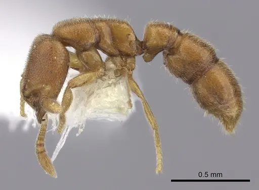 Prionopelta robynmae specimen