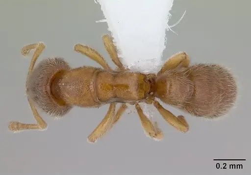 Prionopelta robynmae - CASENT0434876