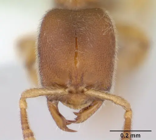 Prionopelta robynmae - CASENT0434876