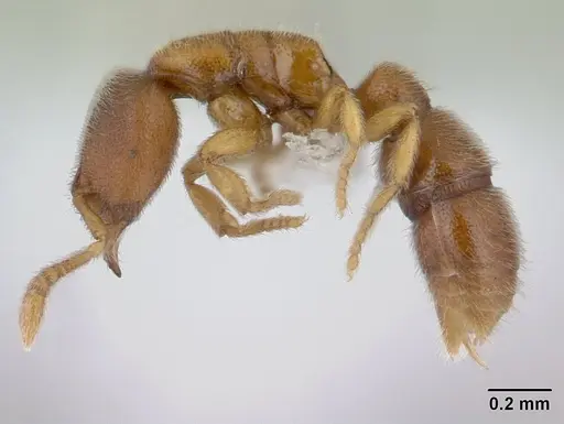 Prionopelta robynmae - CASENT0434876