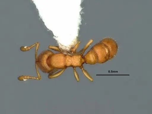 Prionopelta robynmae - CASENT0882072