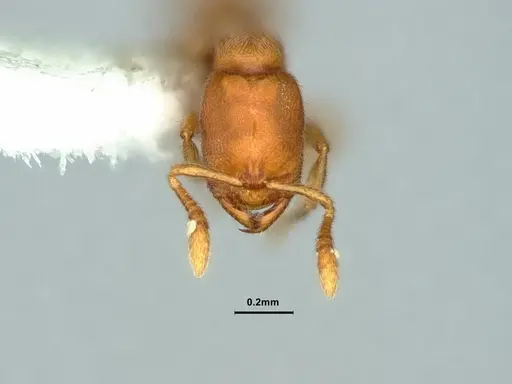 Prionopelta robynmae - CASENT0882072