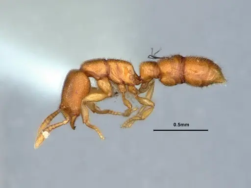 Prionopelta robynmae - CASENT0882072