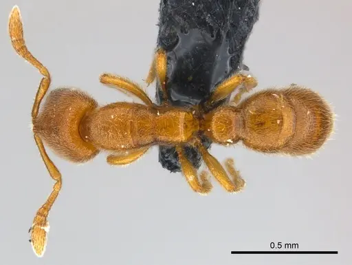Prionopelta seychelles specimen
