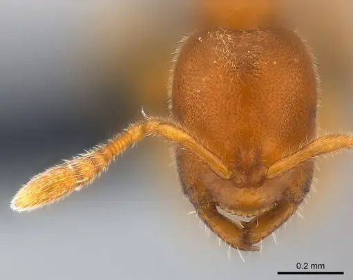 Prionopelta seychelles specimen