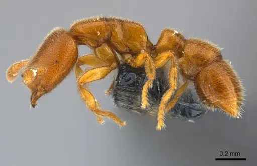 Prionopelta seychelles specimen