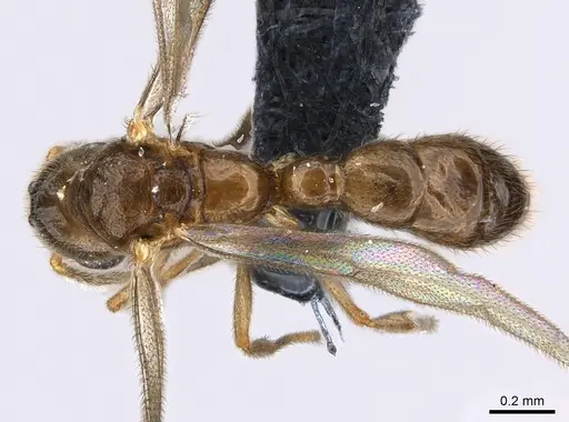 Prionopelta seychelles - CASENT0160353