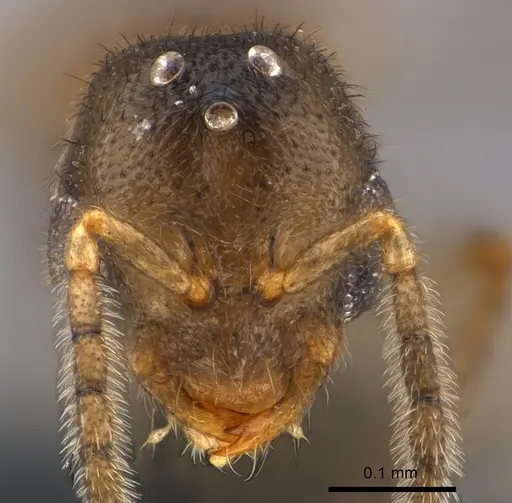 Prionopelta seychelles - CASENT0160353