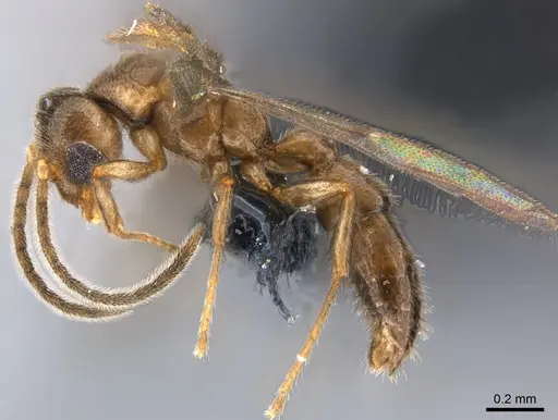 Prionopelta seychelles - CASENT0160353