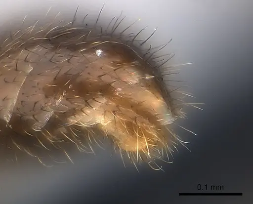 Prionopelta seychelles - CASENT0160353